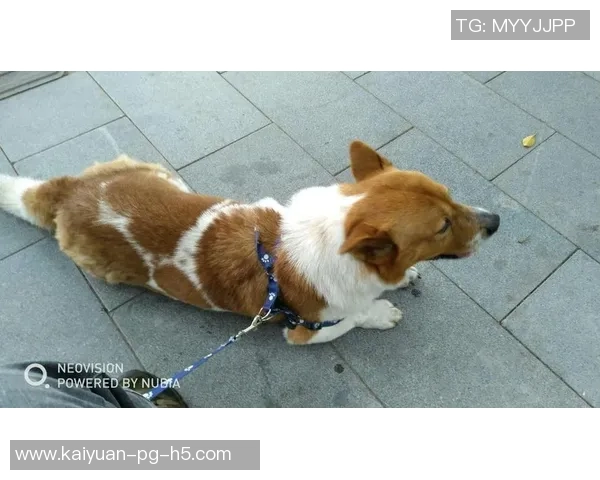 重金悬赏一万美元寻找拉姆塞走失爱犬希望尽快寻回爱宠